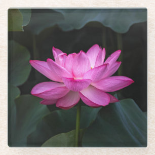Lotus Flower Glazen Onderzetter