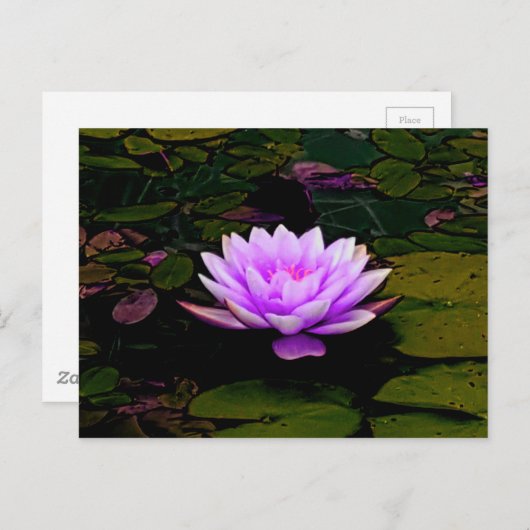 Lotus Flower Green Floral Pond Zen Briefkaart (Voorkant / Achterkant)