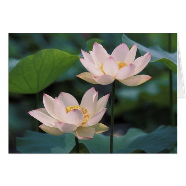 Lotus flower in bloesem, China (Voorkant Horizontaal)