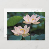 Lotus flower in bloesem, China Briefkaart (Voorkant / Achterkant)