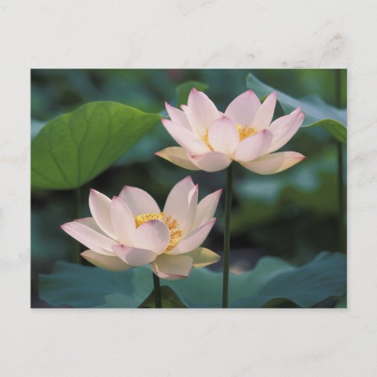 Lotus flower in bloesem, China Briefkaart (Voorkant)