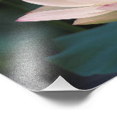 Lotus flower in bloesem, China Foto Afdruk (Hoek)