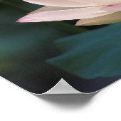 Lotus flower in bloesem, China Poster (Hoek)