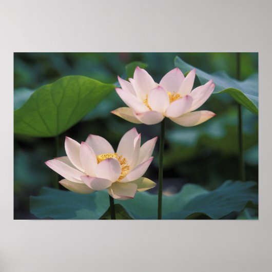 Lotus flower in bloesem, China Poster (Voorkant)