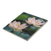 Lotus flower in bloesem, China Tegeltje (Zijkant)