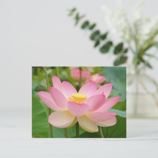 Lotus Flower in Bloom (Nelumbo nucifera) Briefkaart (Staand voorkant)