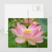 Lotus Flower in Bloom (Nelumbo nucifera) Briefkaart (Voorkant / Achterkant)