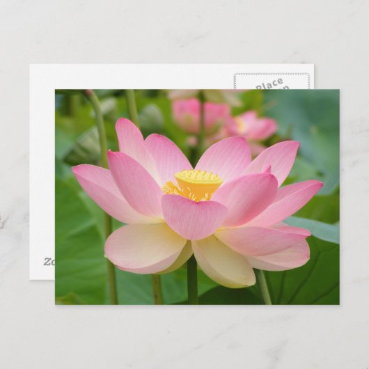 Lotus Flower in Bloom (Nelumbo nucifera) Briefkaart (Voorkant / Achterkant)