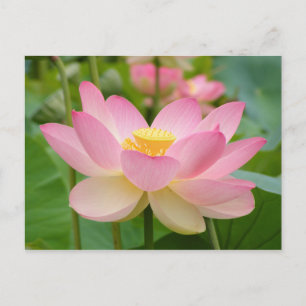 Lotus Flower in Bloom (Nelumbo nucifera) Briefkaart