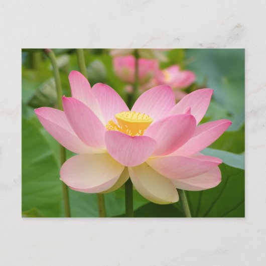 Lotus Flower in Bloom (Nelumbo nucifera) Briefkaart (Voorkant)