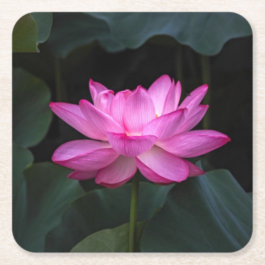 Lotus Flower Kartonnen Onderzetters (Voorkant)