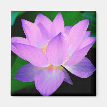 Lotus Flower