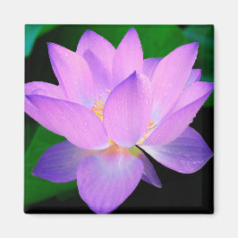Lotus Flower Magneet