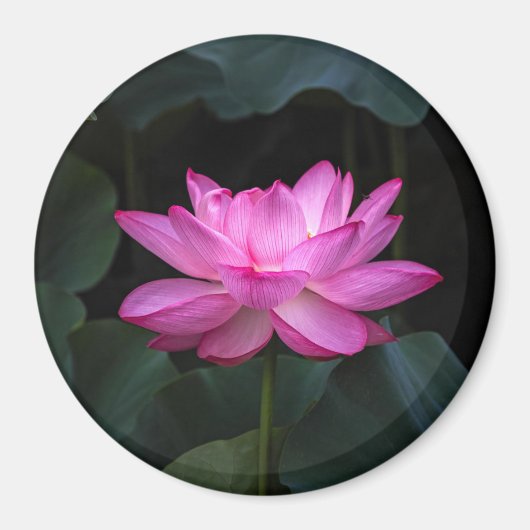 Lotus Flower Magneet (Voorkant)