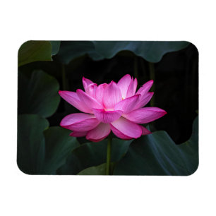 Lotus Flower Magneet