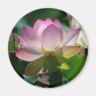 Lotus Flower Magnet
