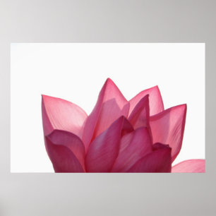 Lotus flower [Nelumbio speciosum] in haar geheel Poster