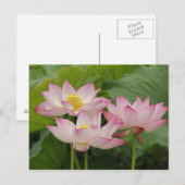 Lotus flower, Nelumbo nucifera, China 2 Briefkaart (Voorkant / Achterkant)