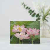 Lotus flower, Nelumbo nucifera, China 2 Briefkaart (Staand voorkant)