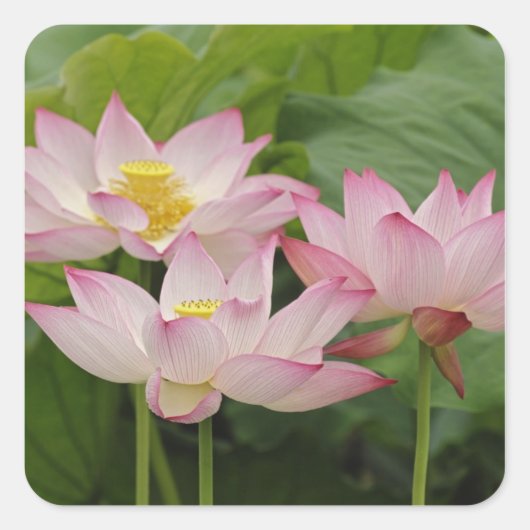 Lotus flower, Nelumbo nucifera, China 2 Vierkante Sticker (Voorkant)