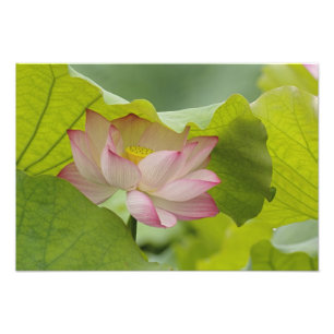 Lotus flower, Nelumbo nucifera, China Foto Afdruk