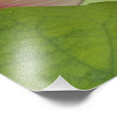 Lotus flower, Nelumbo nucifera, China Foto Afdruk (Hoek)