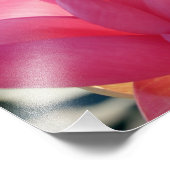 Lotus flower [Nelumbo speciosum] in haar geheel Foto Afdruk (Hoek)