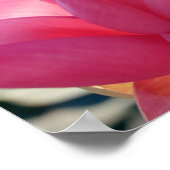 Lotus flower [Nelumbo speciosum] in haar geheel Poster (Hoek)