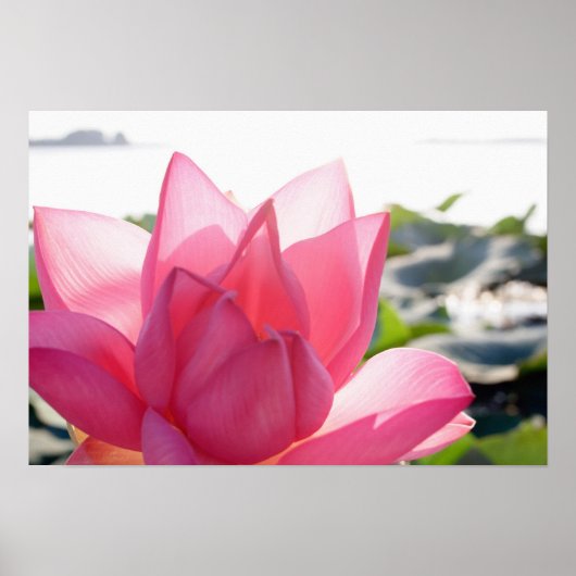 Lotus flower [Nelumbo speciosum] in haar geheel Poster (Voorkant)