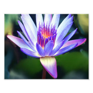Lotus Flower Photo Print Foto Afdruk