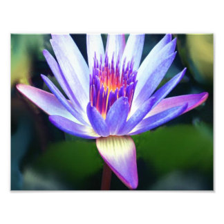 Lotus Flower Photo Print Foto Afdruk