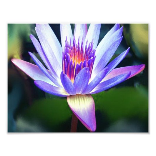 Lotus Flower Photo Print Foto Afdruk (Voorkant)