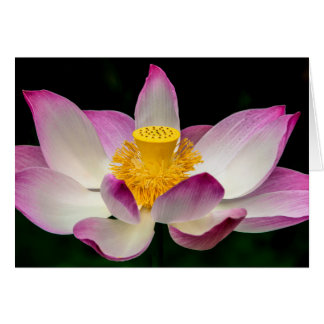 Lotus Flower Photography Great Yoga Om Gift!