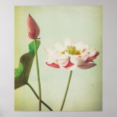 Lotus Flower Poster (Voorkant)