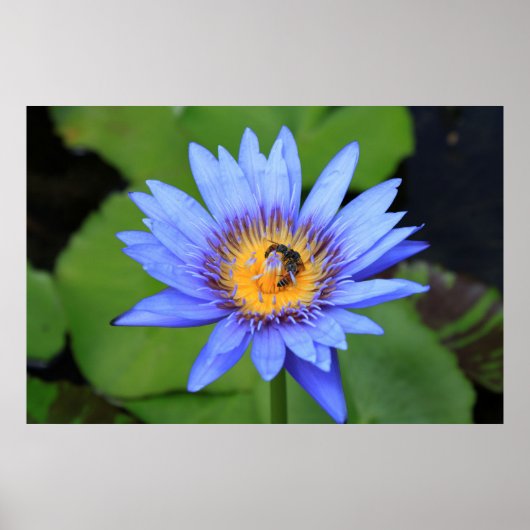 Lotus flower poster (Voorkant)