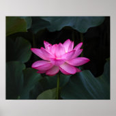 Lotus Flower Poster (Voorkant)