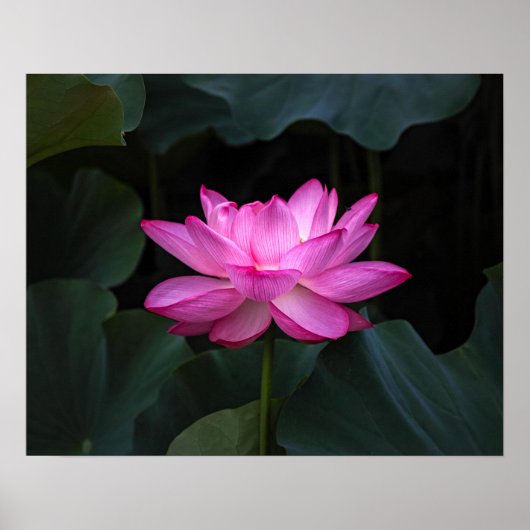 Lotus Flower Poster (Voorkant)