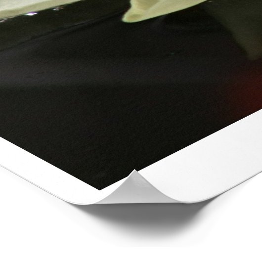 Lotus Flower Poster (Hoek)