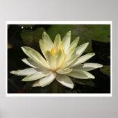 Lotus Flower Poster (Voorkant)