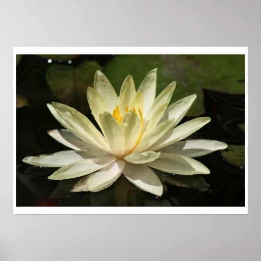 Lotus Flower Poster (Voorkant)