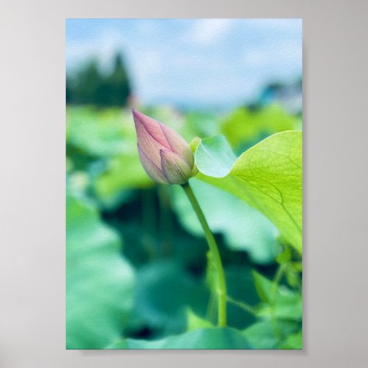 Lotus Flower Poster (Voorkant)