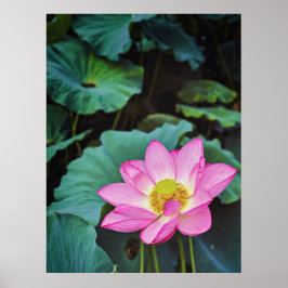 Lotus Flower Poster