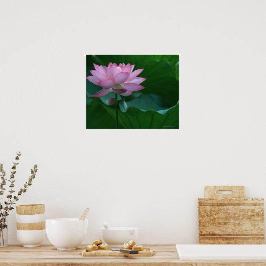 Lotus flower poster (Keuken)