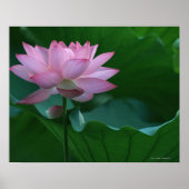 Lotus flower poster (Voorkant)