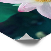 Lotus Flower Poster (Hoek)
