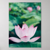 Lotus Flower Poster (Voorkant)