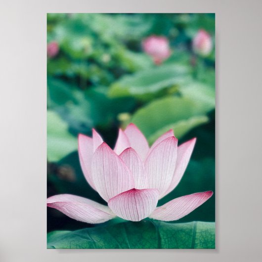 Lotus Flower Poster (Voorkant)