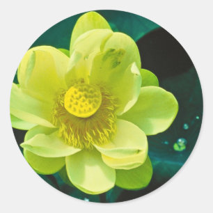 Lotus Flower Ronde Sticker