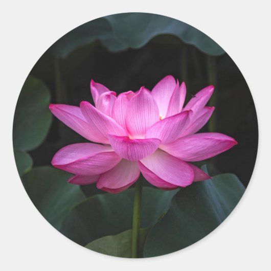 Lotus Flower Ronde Sticker (Voorkant)