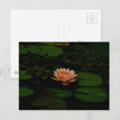 Lotus Flower Sinaasappel Donkergroen Bloemvijver Z Briefkaart (Voorkant / Achterkant)